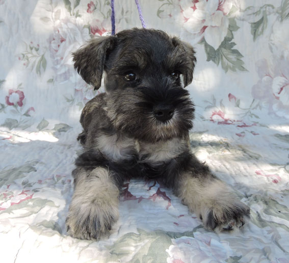Z-Wurf Peppersdegabritho Zwergschnauzer Peppersdegabritho - Zwergschnauzer / Miniature Schnauzer