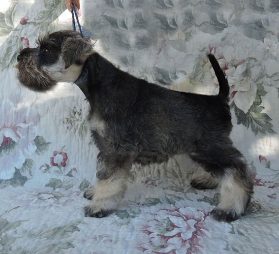 Z-Wurf Peppersdegabritho Zwergschnauzer Peppersdegabritho - Zwergschnauzer / Miniature Schnauzer