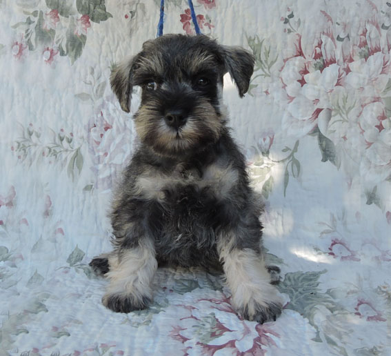 Z-Wurf Peppersdegabritho Zwergschnauzer Peppersdegabritho - Zwergschnauzer / Miniature Schnauzer