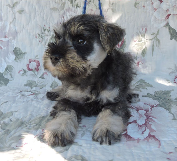 Z-Wurf Peppersdegabritho Zwergschnauzer Peppersdegabritho - Zwergschnauzer / Miniature Schnauzer