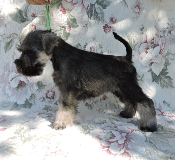Z-Wurf Peppersdegabritho Zwergschnauzer Peppersdegabritho - Zwergschnauzer / Miniature Schnauzer