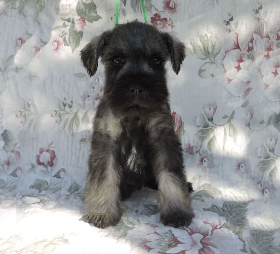 Z-Wurf Peppersdegabritho Zwergschnauzer Peppersdegabritho - Zwergschnauzer / Miniature Schnauzer