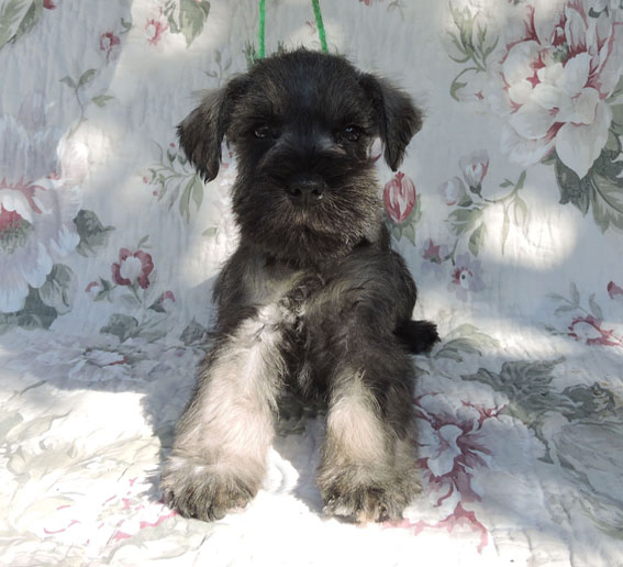 Z-Wurf Peppersdegabritho Zwergschnauzer Peppersdegabritho - Zwergschnauzer / Miniature Schnauzer