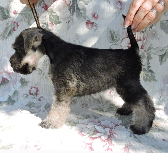 Z-Wurf Peppersdegabritho Zwergschnauzer Peppersdegabritho - Zwergschnauzer / Miniature Schnauzer