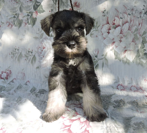Z-Wurf Peppersdegabritho Zwergschnauzer Peppersdegabritho - Zwergschnauzer / Miniature Schnauzer