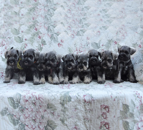 Z-Wurf Peppersdegabritho Zwergschnauzer Peppersdegabritho Zwergschnauzer