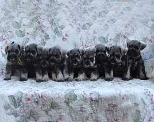 Z-Wurf Peppersdegabritho Zwergschnauzer